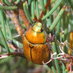 Anoplognathus hirsutus (Hirsute Christmas beetle) at Snowy Plain, NSW - 29 Dec 2019 by Harrisi