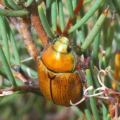 Anoplognathus hirsutus (Hirsute Christmas beetle) at Snowy Plain, NSW - 29 Dec 2019 by Harrisi