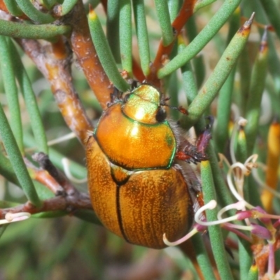 Anoplognathus hirsutus (Hirsute Christmas beetle) at Snowy Plain, NSW - 29 Dec 2019 by Harrisi