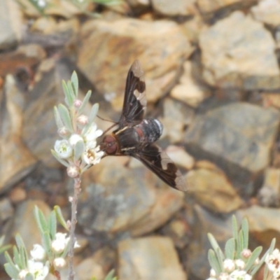 Balaana sp. (genus) (Bee Fly) at Berridale, NSW - 29 Dec 2019 by Harrisi