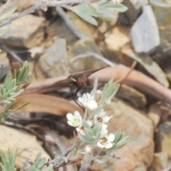 Balaana sp. (genus) at Berridale, NSW - 29 Dec 2019 03:55 PM