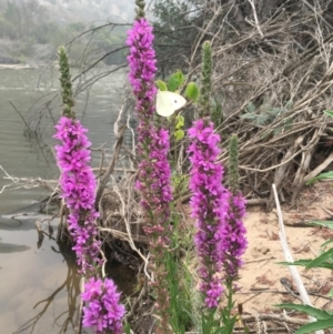 Lythrum salicaria at Williamsdale, NSW - 1 Jan 2020 03:22 PM