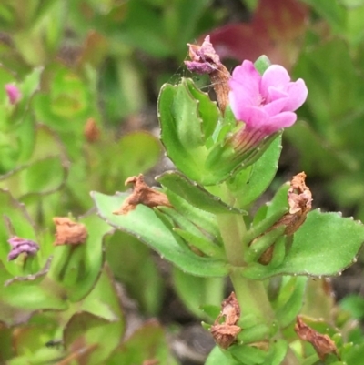 Gratiola peruviana (Australian Brooklime) at Undefined, ACT - 1 Jan 2020 by JaneR