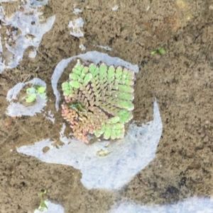 Azolla pinnata at Undefined, ACT - 1 Jan 2020 03:43 PM