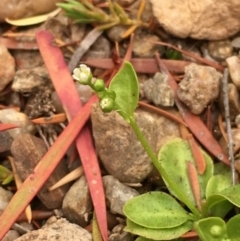 Samolus valerandi at Williamsdale, NSW - 1 Jan 2020