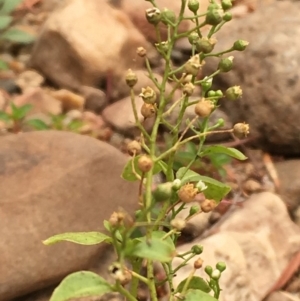 Samolus valerandi at Williamsdale, NSW - 1 Jan 2020