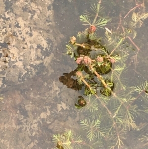 Myriophyllum verrucosum at Undefined, ACT - 1 Jan 2020