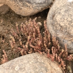 Myriophyllum verrucosum at Undefined, ACT - 1 Jan 2020