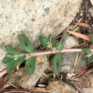 Euphorbia maculata at Undefined, ACT - 1 Jan 2020 04:13 PM