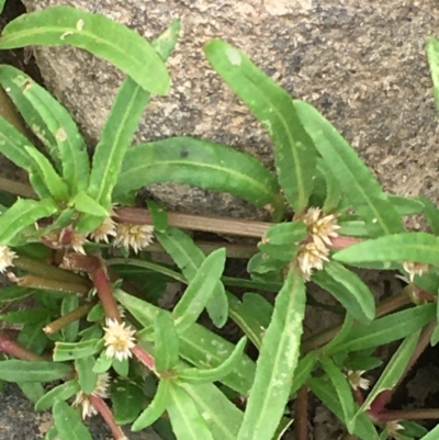 Alternanthera denticulata (Lesser Joyweed) at Williamsdale, NSW - 1 Jan 2020 by JaneR