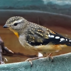 Pardalotus punctatus (Spotted Pardalote) at Page, ACT - 1 Jan 2020 by dimageau