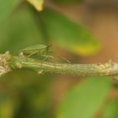 Biprorulus bibax (Spined citrus bug) at Shoalhaven Heads, NSW - 1 Jan 2020 by gerringongTB