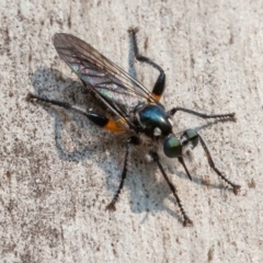 Laphria telecles (A robber-fly) at Tennent, ACT - 26 Dec 2019 by rawshorty