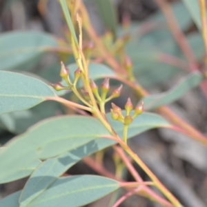 Eucalyptus macrorhyncha at Wamboin, NSW - 25 Oct 2019 07:41 PM