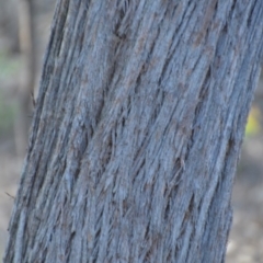 Eucalyptus macrorhyncha at Wamboin, NSW - 25 Oct 2019 07:41 PM