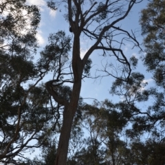 Eucalyptus macrorhyncha at Wamboin, NSW - 25 Oct 2019 07:41 PM