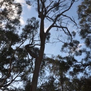 Eucalyptus macrorhyncha at Wamboin, NSW - 25 Oct 2019 07:41 PM