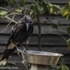 Strepera graculina (Pied Currawong) at Hughes, ACT - 29 Dec 2019 by JonSteinbeck