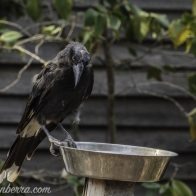 Strepera graculina (Pied Currawong) at Hughes, ACT - 29 Dec 2019 by JonSteinbeck