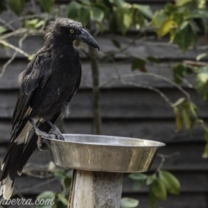 Strepera graculina at Hughes, ACT - 29 Dec 2019