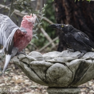 Strepera graculina at Hughes, ACT - 29 Dec 2019