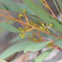 Eucalyptus mannifera (Brittle Gum) at Wamboin, NSW - 25 Oct 2019 by natureguy