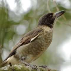 Cracticus torquatus (Grey Butcherbird) at Burradoo - 1 Jan 2020 by Snowflake