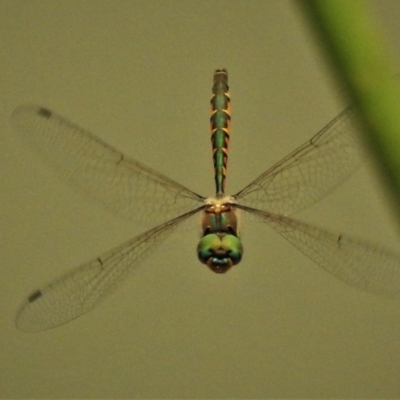 Hemicordulia australiae (Australian Emerald) at Gungaderra Creek Ponds - 2 Jan 2020 by JohnBundock