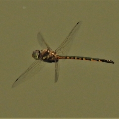 Hemicordulia australiae at Franklin, ACT - 2 Jan 2020