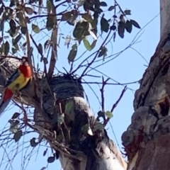 Platycercus eximius (Eastern Rosella) at Fowles St. Woodland, Weston - 24 Nov 2019 by AliceH