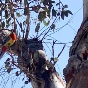 Platycercus eximius at Weston, ACT - 24 Nov 2019 04:20 PM