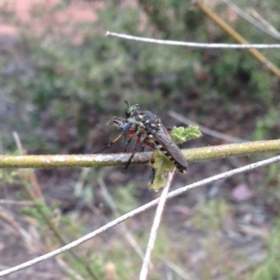 Thereutria amaraca (Spine-legged Robber Fly) at Aranda, ACT - 2 Jan 2020 by KMcCue