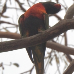 Trichoglossus moluccanus (Rainbow Lorikeet) at Aranda, ACT - 2 Jan 2020 by KMcCue