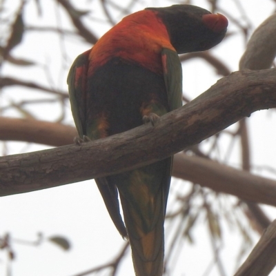 Trichoglossus moluccanus (Rainbow Lorikeet) at Aranda, ACT - 2 Jan 2020 by KMcCue