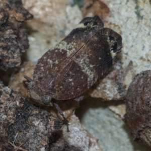 Platybrachys decemmacula at Higgins, ACT - 2 Jan 2020