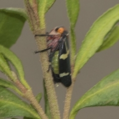 Eurymeloides pulchra (Gumtree hopper) at Higgins, ACT - 2 Jan 2020 by AlisonMilton