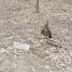 Callocephalon fimbriatum (Gang-gang Cockatoo) at suppressed - 2 Jan 2020 by Wfgcct