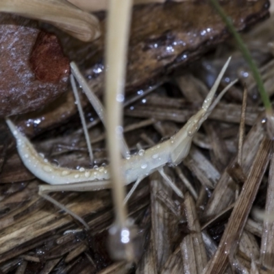 Acrida conica (Giant green slantface) at Higgins, ACT - 2 Jan 2020 by AlisonMilton