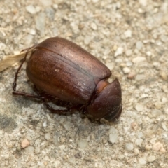 Melolonthinae (subfamily) (Cockchafer) at Higgins, ACT - 2 Jan 2020 by AlisonMilton