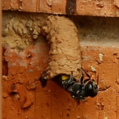 Megachile sp. (several subgenera) (Resin Bees) at Kambah, ACT - 2 Jan 2020 by HelenCross