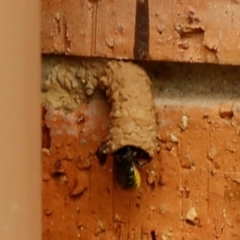 Megachile sp. (several subgenera) at Kambah, ACT - 2 Jan 2020