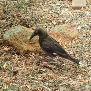 Strepera graculina at Cook, ACT - 2 Jan 2020