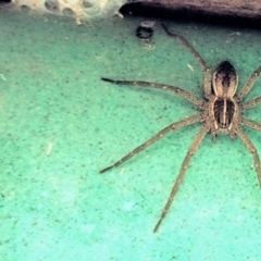 Pisauridae (family) at Kambah, ACT - 2 Jan 2020