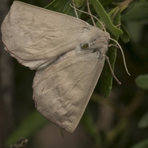 Lepidoptera unclassified ADULT moth at Higgins, ACT - 2 Jan 2020