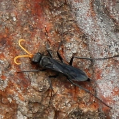 Pompilidae (family) (Unidentified Spider wasp) at ANBG - 1 Jan 2020 by HelenCross