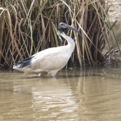 Threskiornis molucca (Australian White Ibis) at Franklin, ACT - 30 Dec 2019 by Alison Milton