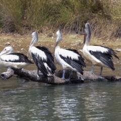 Pelecanus conspicillatus (Australian Pelican) at Franklin, ACT - 30 Dec 2019 by Alison Milton