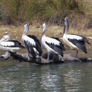 Pelecanus conspicillatus at Franklin, ACT - 31 Dec 2019