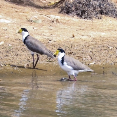 Vanellus miles (Masked Lapwing) at Gungaderra Creek Ponds - 30 Dec 2019 by Alison Milton