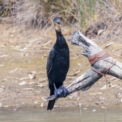 Phalacrocorax carbo (Great Cormorant) at Franklin, ACT - 30 Dec 2019 by Alison Milton